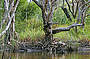 Bowarrady Creek, Fraser Island