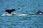 Humpback Whales