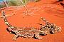 10 day Adelaide to Alice Springs 4WD Expedition