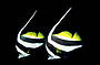 Angel Fish at night