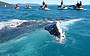 Whale Watching Whitsundays